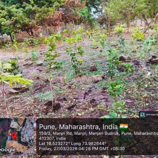 Engineering Green Futures: BPW India’s “Grow a Tree” Urban Forest – 6 months