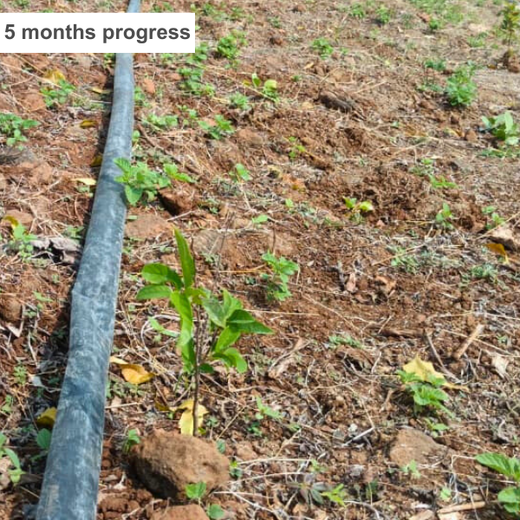 Blithchron 2025 at IIT Gandhinagar: Sustainability Run for Earth – 6 months