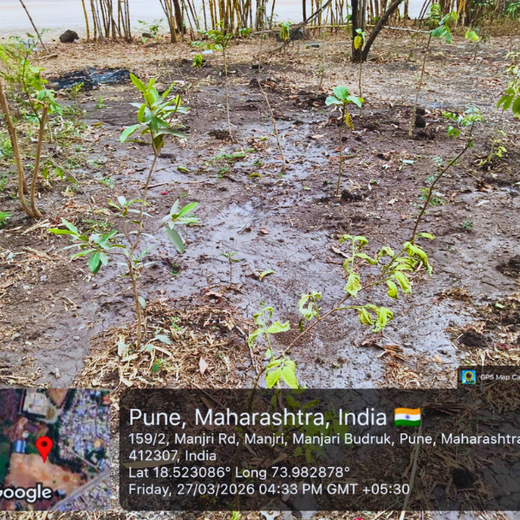 Digital Roots, Green Shoots: DOT PROFESSIONALS'  Urban Forest CSR Drive – 1 year