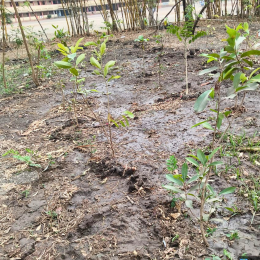 Digital Roots, Green Shoots: DOT PROFESSIONALS'  Urban Forest CSR Drive – 1 year