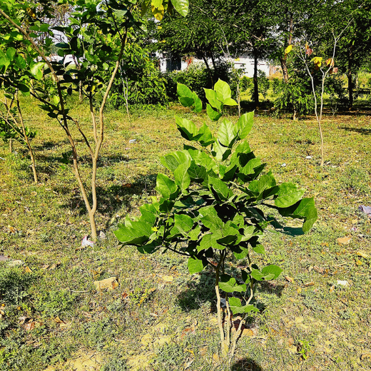 Dr. Jitendra Singh Forest: Planting Seeds of Leadership and Sustainability in Noida – 6 months