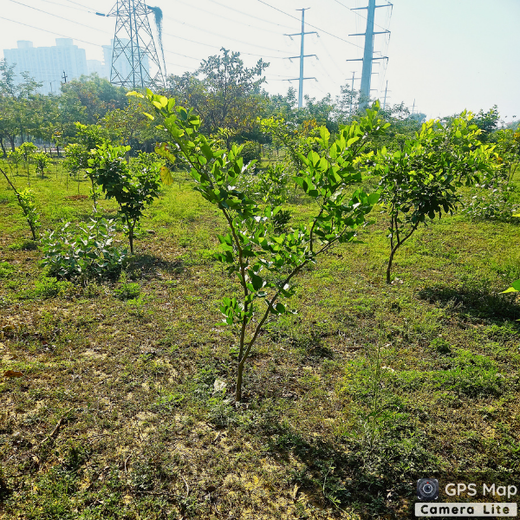 Forest in the Memory of Late Shri Ved Prakash Modi and Late Smt Nirmal Modi – 1 year