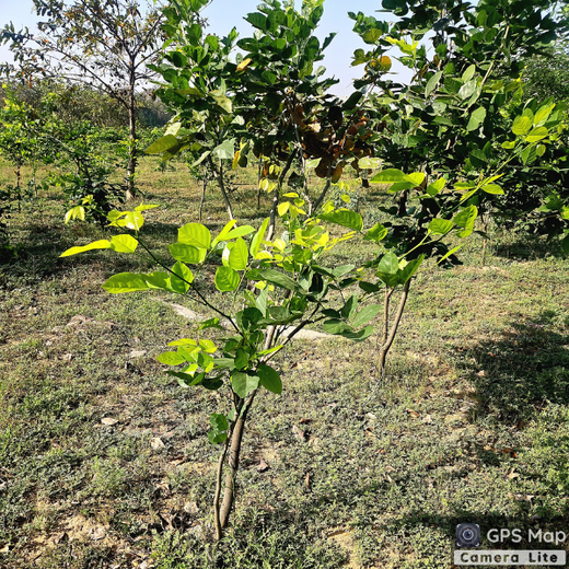 Forest in the Memory of Late Shri Ved Prakash Modi and Late Smt Nirmal Modi – 1 year