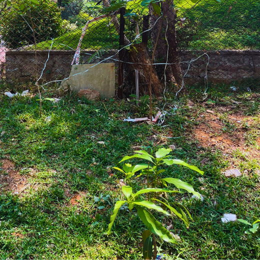 Innovacx Goes Green: Cultivating Trees, Connecting Teams – 1 year