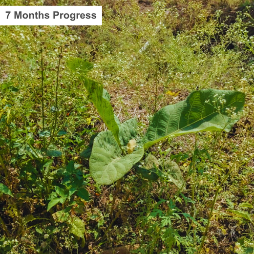 Nature’s Answer: Roots for Tomorrow’s Green Mission – 1 year