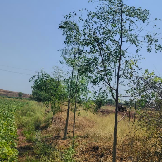 A Green Salute: InfoBeans' Tree Plantation Tribute for Guests – 6 months