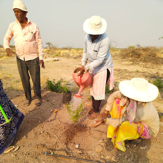 A Tree for Every Birthday: IMRIEL’s Gift to Employees and the Planet – Planting