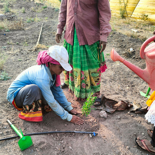 A Tree for Every Birthday: IMRIEL’s Gift to Employees and the Planet – Planting