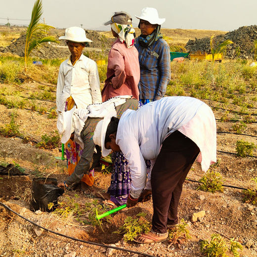 A Tree for Every Birthday: IMRIEL’s Gift to Employees and the Planet – Planting
