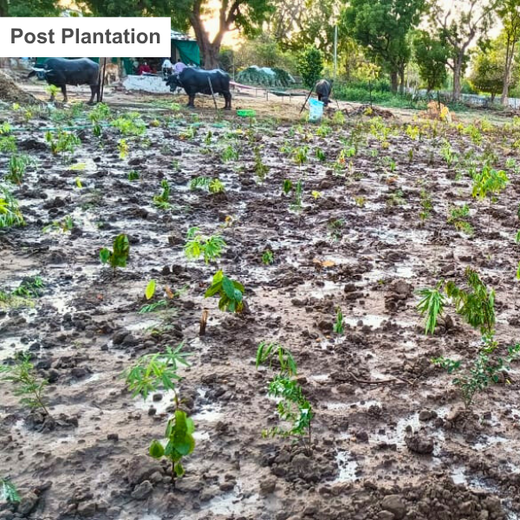 Polymart Plants the Future: Engaging Employees Through Urban Forestry – 6 months