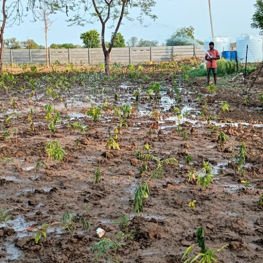 Polymart Plants the Future: Engaging Employees Through Urban Forestry – 6 months