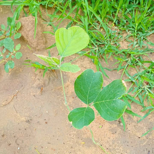 Polymart Plants the Future: Engaging Employees Through Urban Forestry – 6 months