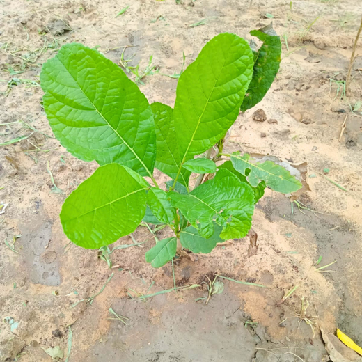 Polymart Plants the Future: Engaging Employees Through Urban Forestry – 6 months