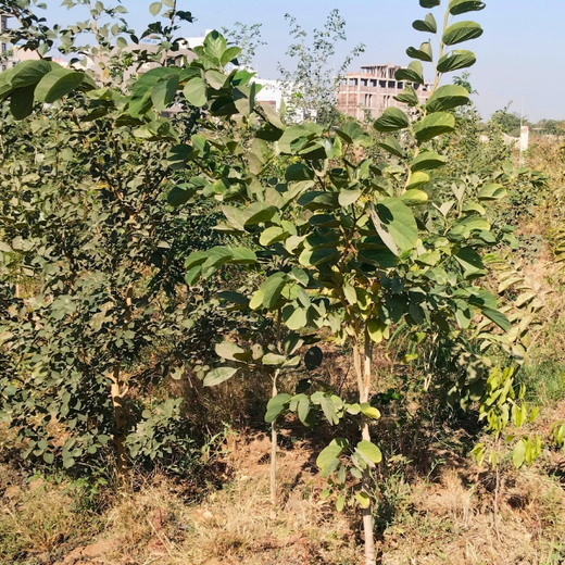 Polymart Plants the Future: Engaging Employees Through Urban Forestry – 6 months
