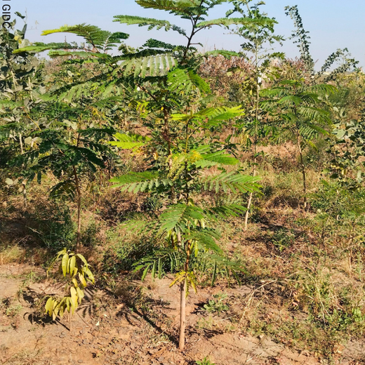 Polymart Plants the Future: Engaging Employees Through Urban Forestry – 6 months