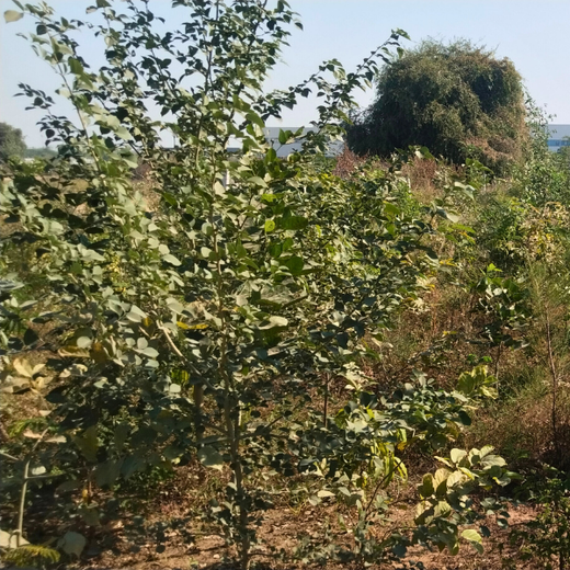 Polymart Plants the Future: Engaging Employees Through Urban Forestry – 6 months