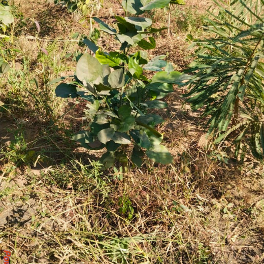 Polymart Plants the Future: Engaging Employees Through Urban Forestry – 6 months