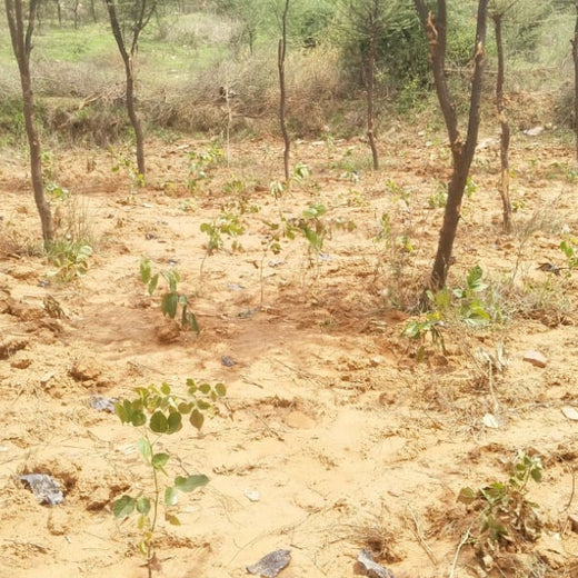 Reliance Foundation's Biodiversity Restoration Project: Sunhera Village – Planting