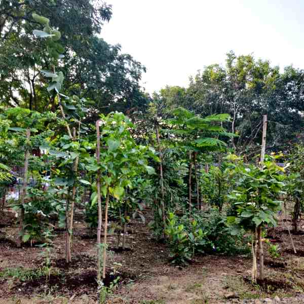 Trees for Lord Shiva