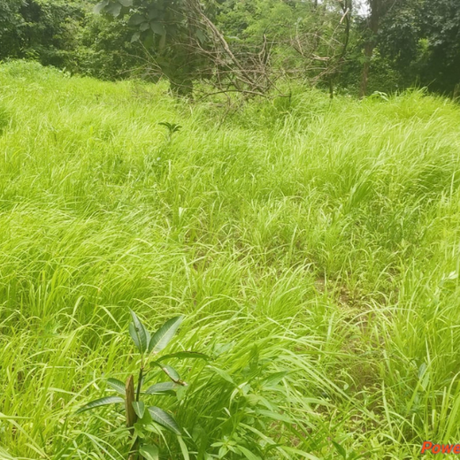 Green Trail by Infinity Cars: Turning Customer Milestones into Forests – 6 months