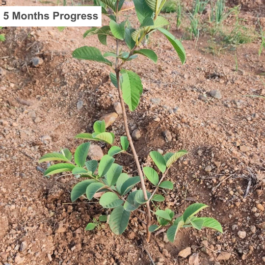 Nikita & Harsh’s Conscious Planet: A Century-Long Gift of Green Love – 1 year