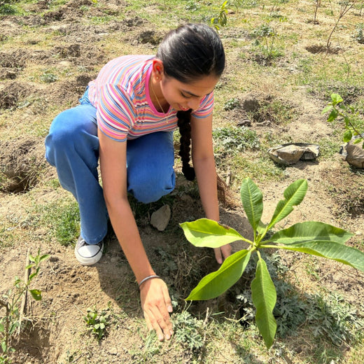 Indus Valley Partners: Empowering Employees Through Urban Forest Creation – Planting