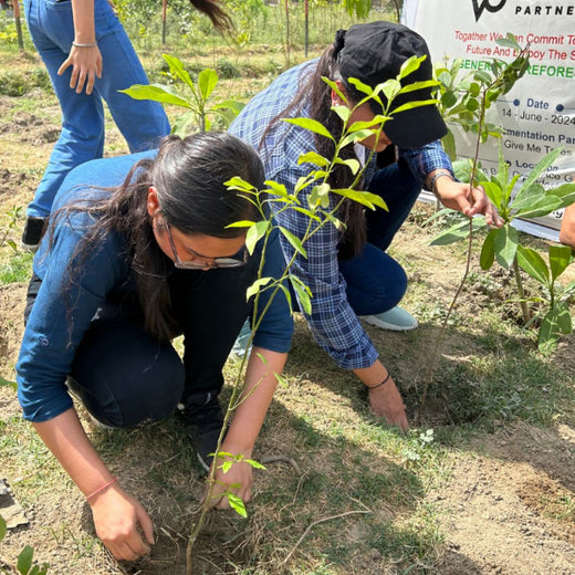 Indus Valley Partners: Empowering Employees Through Urban Forest Creation – Planting