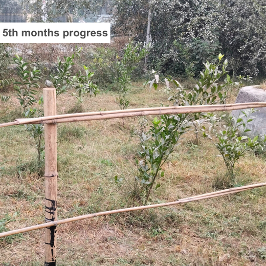 Indus Valley Partners: Empowering Employees Through Urban Forest Creation – 6 months
