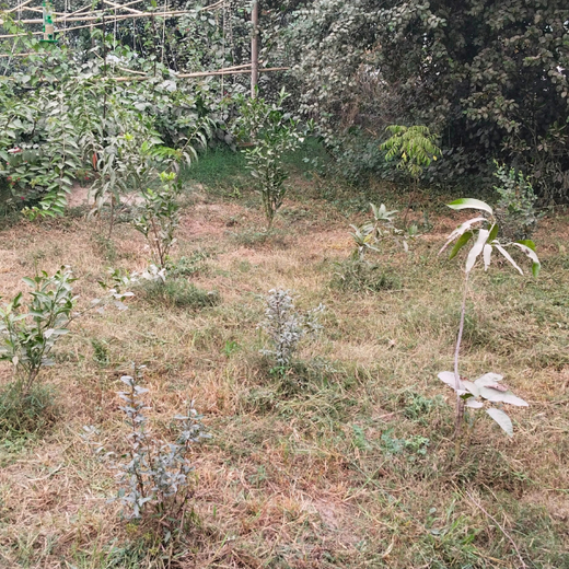 Indus Valley Partners: Empowering Employees Through Urban Forest Creation – 6 months