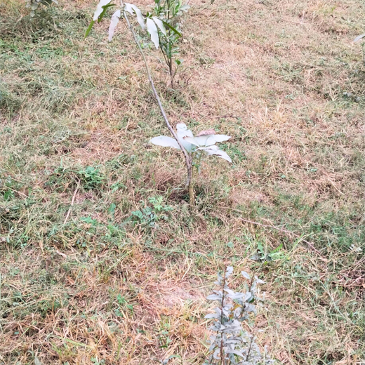 Indus Valley Partners: Empowering Employees Through Urban Forest Creation – 6 months
