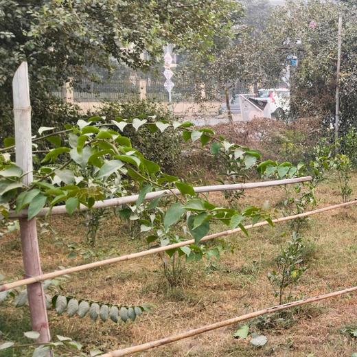 Indus Valley Partners: Empowering Employees Through Urban Forest Creation – 6 months