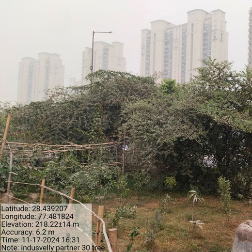 Indus Valley Partners: Empowering Employees Through Urban Forest Creation – 6 months
