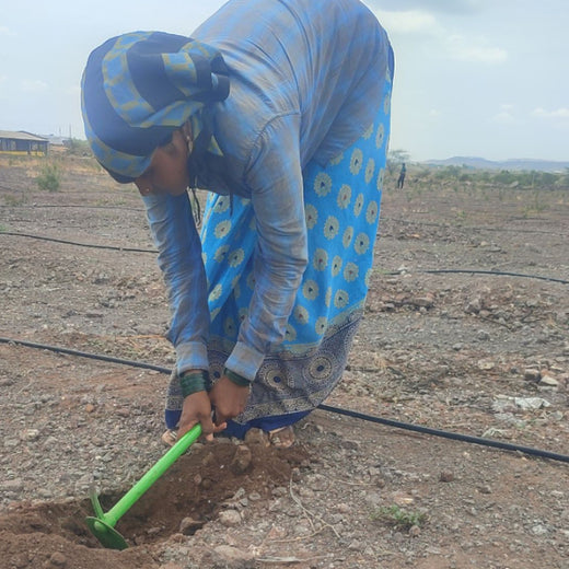 Agroforestry for a Greener Tomorrow: Media Sense’s Tree Plantation Initiative – Planting