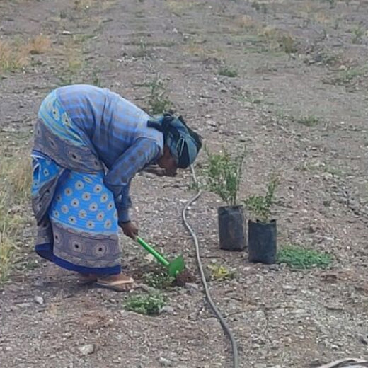 Agroforestry for a Greener Tomorrow: Media Sense’s Tree Plantation Initiative – Planting