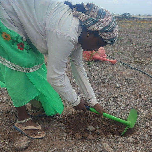 Agroforestry for a Greener Tomorrow: Media Sense’s Tree Plantation Initiative – Planting
