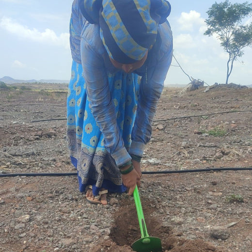 Agroforestry for a Greener Tomorrow: Media Sense’s Tree Plantation Initiative – Planting