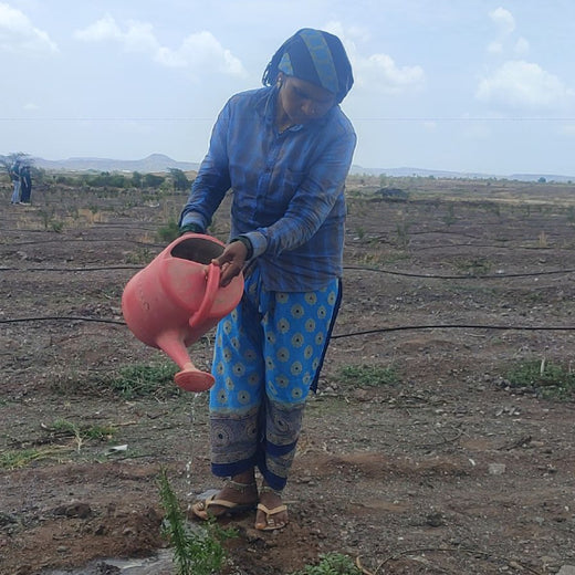 Agroforestry for a Greener Tomorrow: Media Sense’s Tree Plantation Initiative – Planting