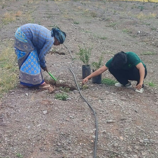 Agroforestry for a Greener Tomorrow: Media Sense’s Tree Plantation Initiative – Planting
