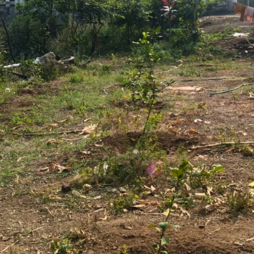 Micro Labs Limited’s World Environment Day Green Drive – 6 months