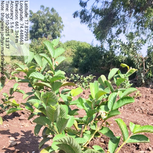 Shri Murlidhar Kisan Mohol’s Birthday Tree Plantation for Maharashtra – 6 months