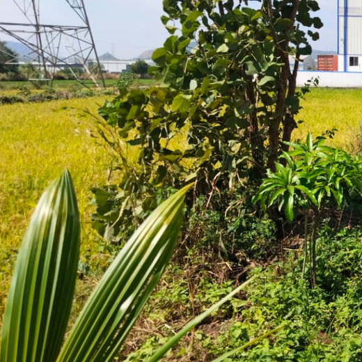 Agroforest Allies: NICE’s Employee Engagement Through Tree Planting – 1 year