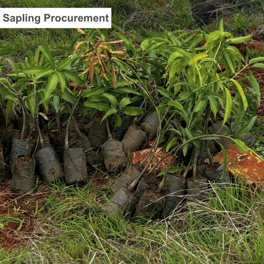 Celebrating Leadership: Prasol Chemicals’ Initiative at 65th Birthday – Planting