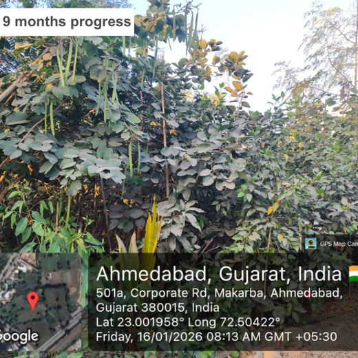 One Machine = One Tree Growing a Greener Tomorrow with Sharp Engineers – 1 year