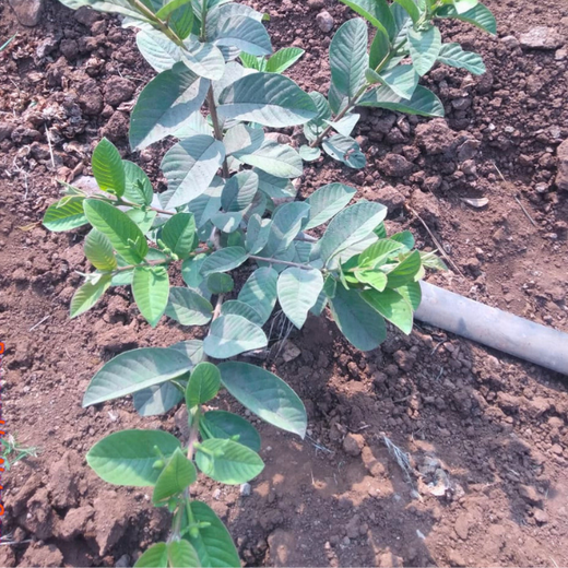 Bonding with Nature: tesa Tapes' Carbon-Conscious Celebration – 2 years