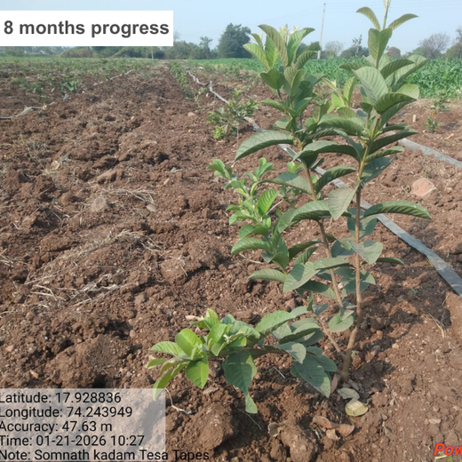 Bonding with Nature: tesa Tapes' Carbon-Conscious Celebration – 2 years