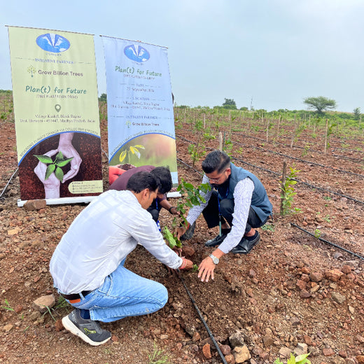 V Group’s Green Legacy: Sustainable Tree Planting for CSR in Kassel, Rajpur (MP) – Planting
