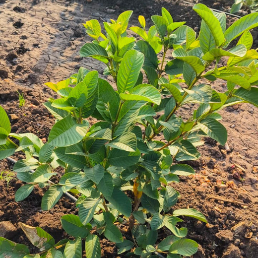 Talent Connect 2026: Growing Careers, Growing Forests by ZigMe – Planting