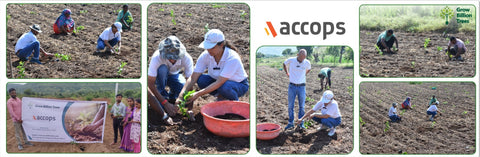 Accops Brings Green Gifts to Diwali: A Tree Plantation Initiative in Agroforestry