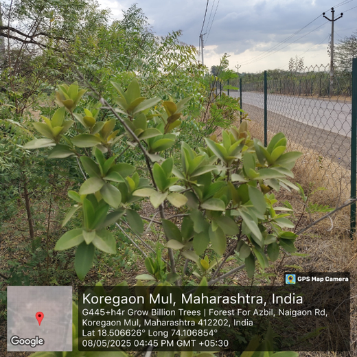 Azbil's Urban Forest Initiative: Empowering Employees, Enriching Ecosystems – 6 months