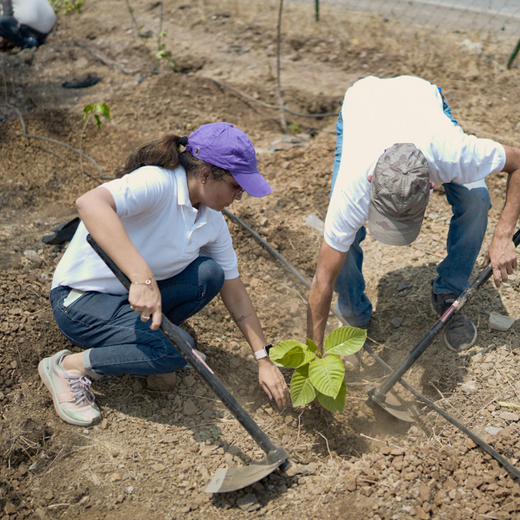 Azbil's Urban Forest Initiative: Empowering Employees, Enriching Ecosystems – Planting